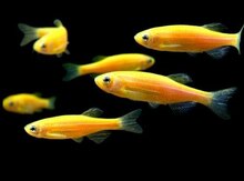 "Danio Qlofish" balığı
