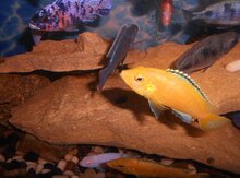 Akvarium balıqları