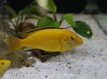 "Labidochromis yellow" balığı