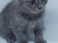 Шотландские вислоухие и прямоухие котята