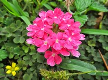 "Verbena" gülü