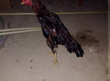 Heyratı
