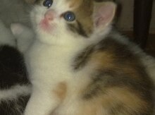 Котёнок