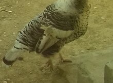 Hind quşu