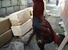 Heyrati xoruzu
