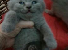 Котята Скоттиш - страйт