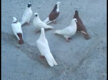 Göyərçin
