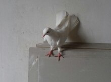 Göyərçinlər