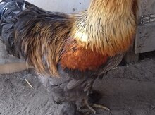 Brama xoruzu
