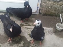 Göyərçinlər