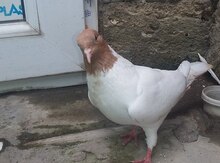 Göyərçin