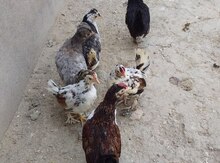 Yaponka toyuqları