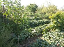 10 sot torpaq sahəsi, Naxçıvan ş.