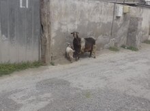 Keçi