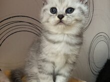 Шотландский котенок