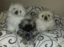 Pekines itləri
