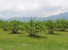 48 sot torpaq sahəsi, Oğuz r.