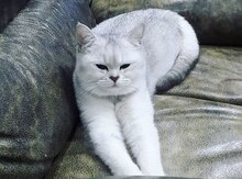 Şotland pişiyi