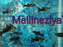 "Mallineziya" balıqları