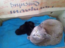 Pişik etibarlı əllərə verilir