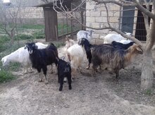 Keçilər