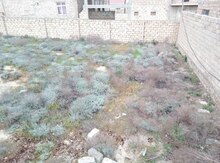 5 sot torpaq sahəsi, Qum adası qəs.