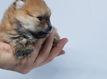 Щенки померанского шпица