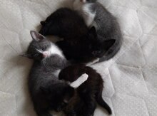 Отдам котят в добрые руки