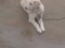 Labrador