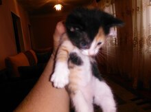 Кошка