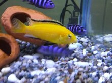 Akvarium balığı