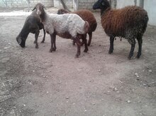 Qoyunlar