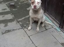 Pitbul
