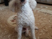 Pudel