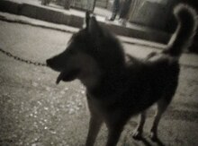 Haski