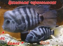 Цихлазома чернополосая