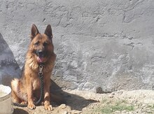 Alman ovçarkası