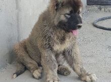 Qafqaz ovçarkası balası