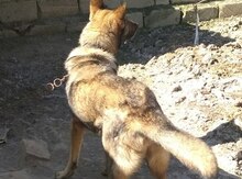 Ovçarka