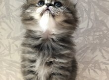 Котята шиншиллы