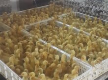 Ördək balaları