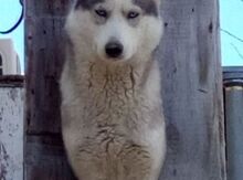 Haski
