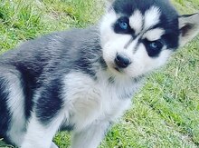 Haski