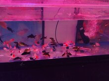Akvarium balığı