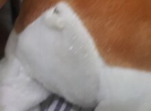 Oyuncaq
