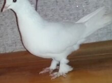 Göyərçin