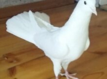 Göyərçin