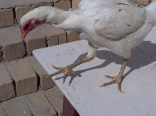 Heyratı toyuqu