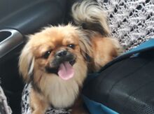 Pekines