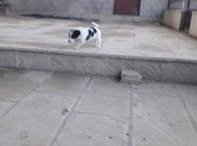 Həyət iti balası